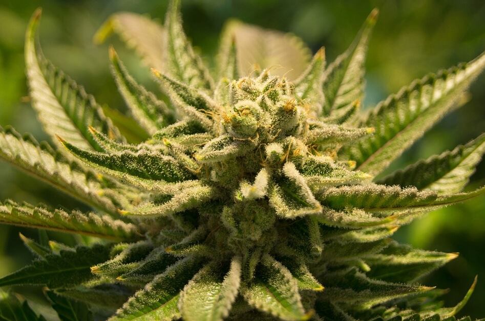 Planta de marihuana