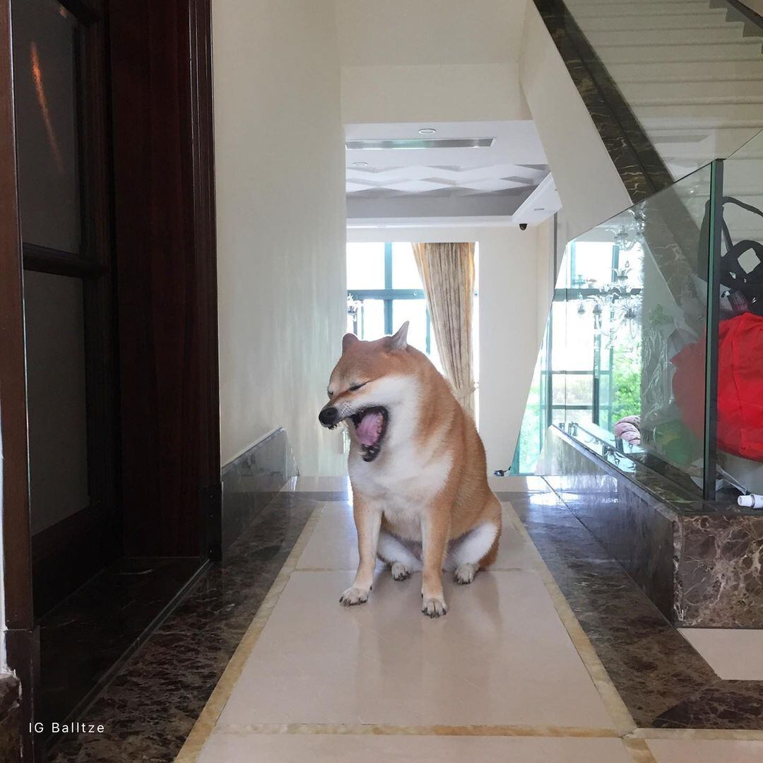 Cheems original desea Feliz Navidad