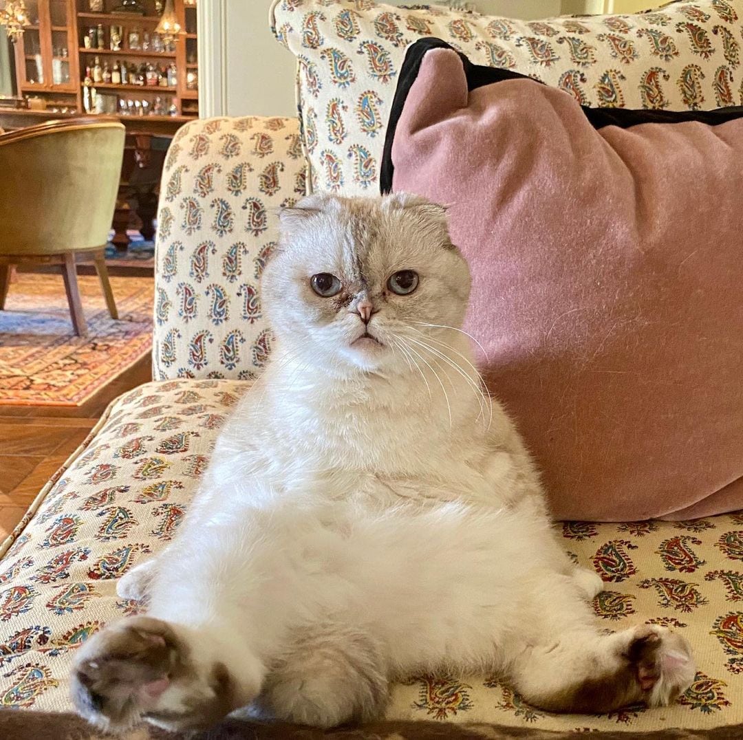 Olivia Benson es la gata de Taylor Swift