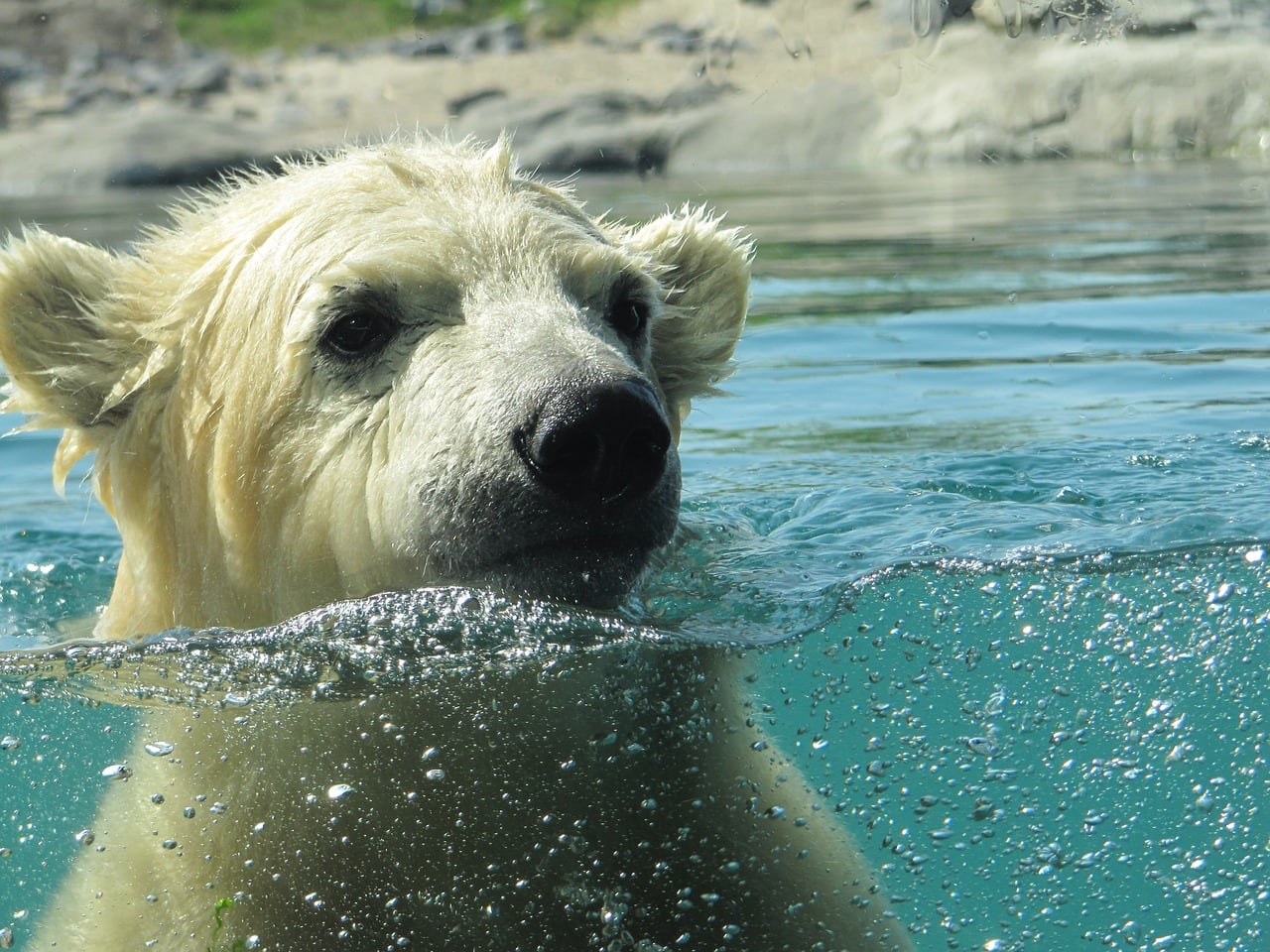 Oso Polar