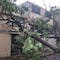 Coyoacán atiende emergencia por lluvias con viento