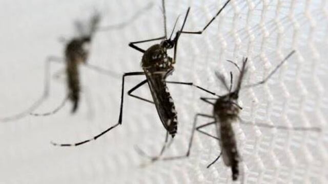 Preocupa a científicos que también puedan contagiar el zika