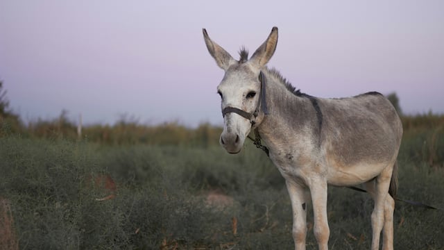 Este 8 de mayo es el Día Mundial del Burro
