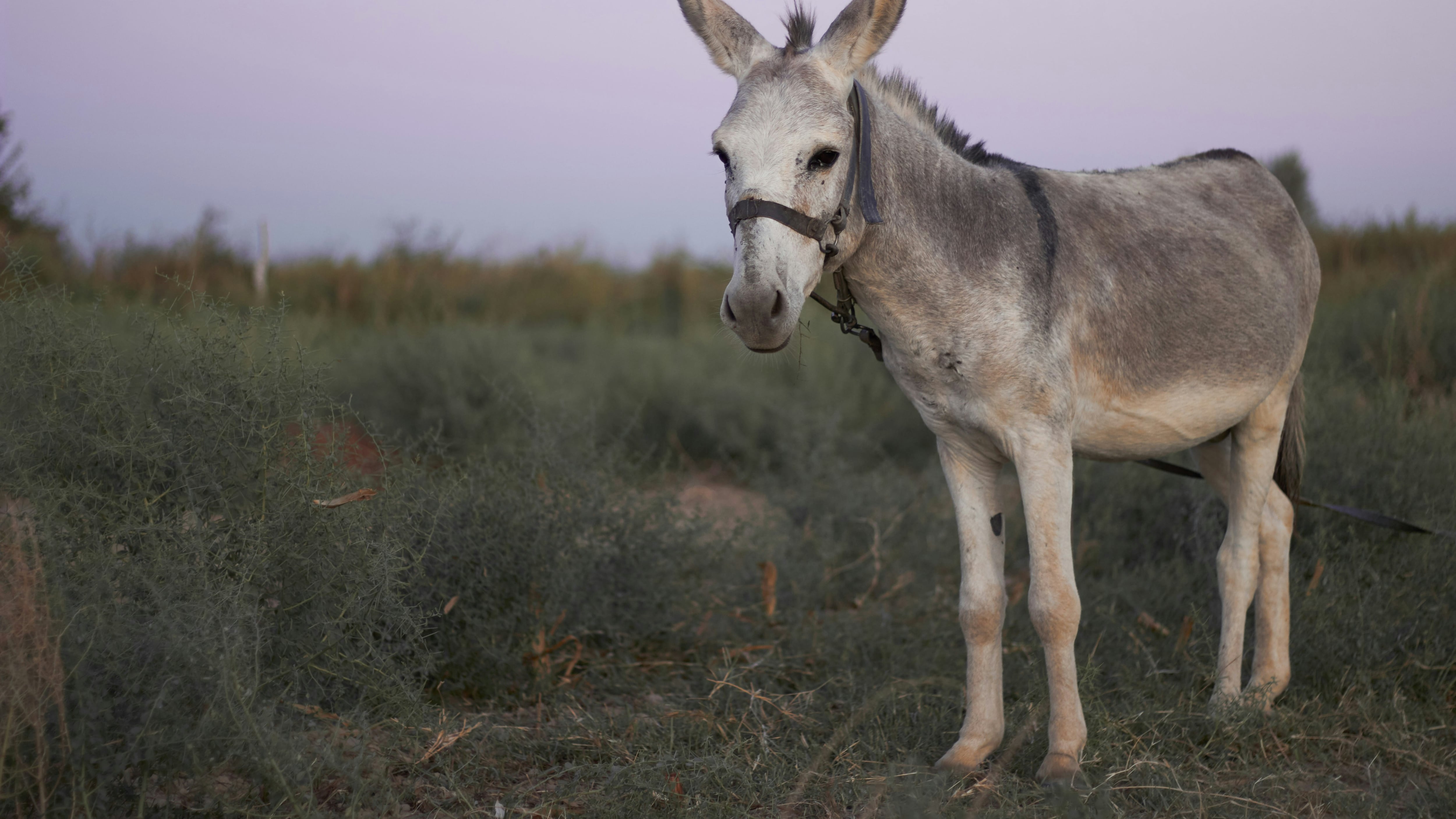 Jóvenes que usaron pirotecnia contra un burro en Querétaro enfrentarán consecuencias, advierten