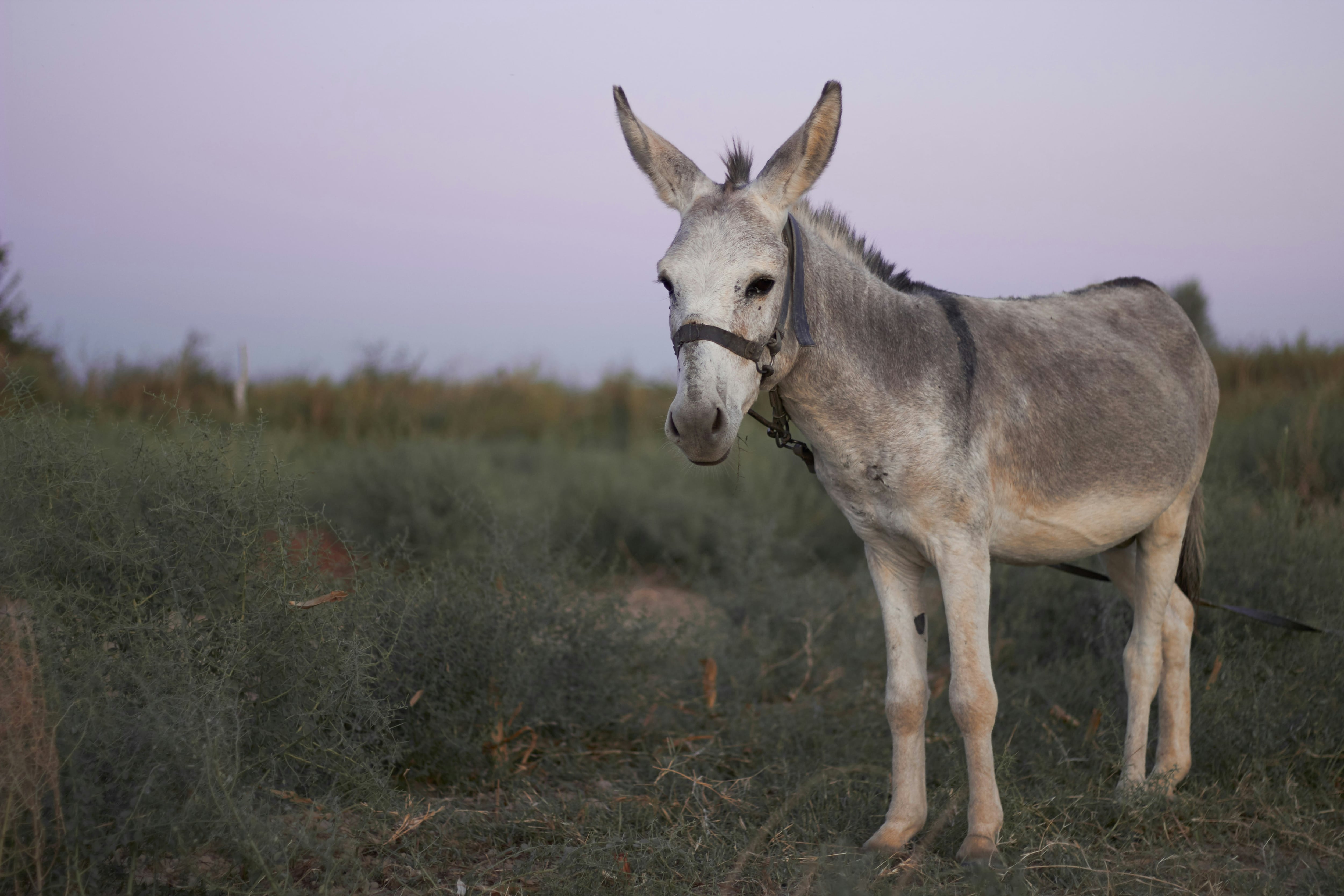 Este 8 de mayo es el Día Mundial del Burro