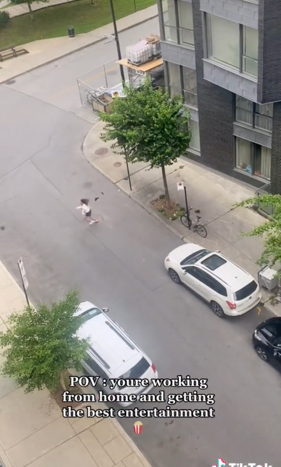 VIDEO: Exhiben en TikTok cómo atacan pájaros a peatones que transitan tranquilamente