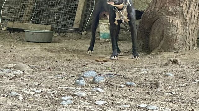 Criadero de perros clandestino en Nuevo León