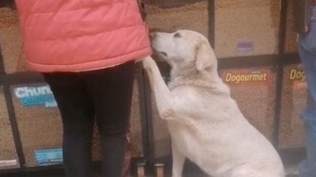 Perrito pidiendo comida