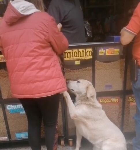 Perrito pidiendo comida