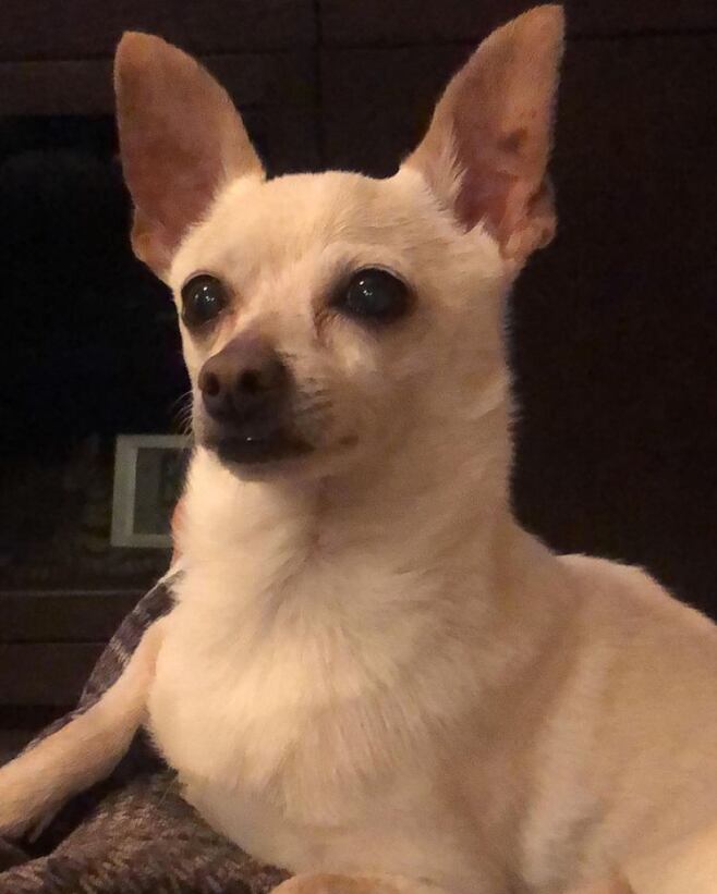 TobyKeith, perro chihuahua