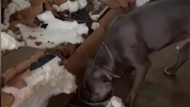Perro destruye un sofá y una puerta