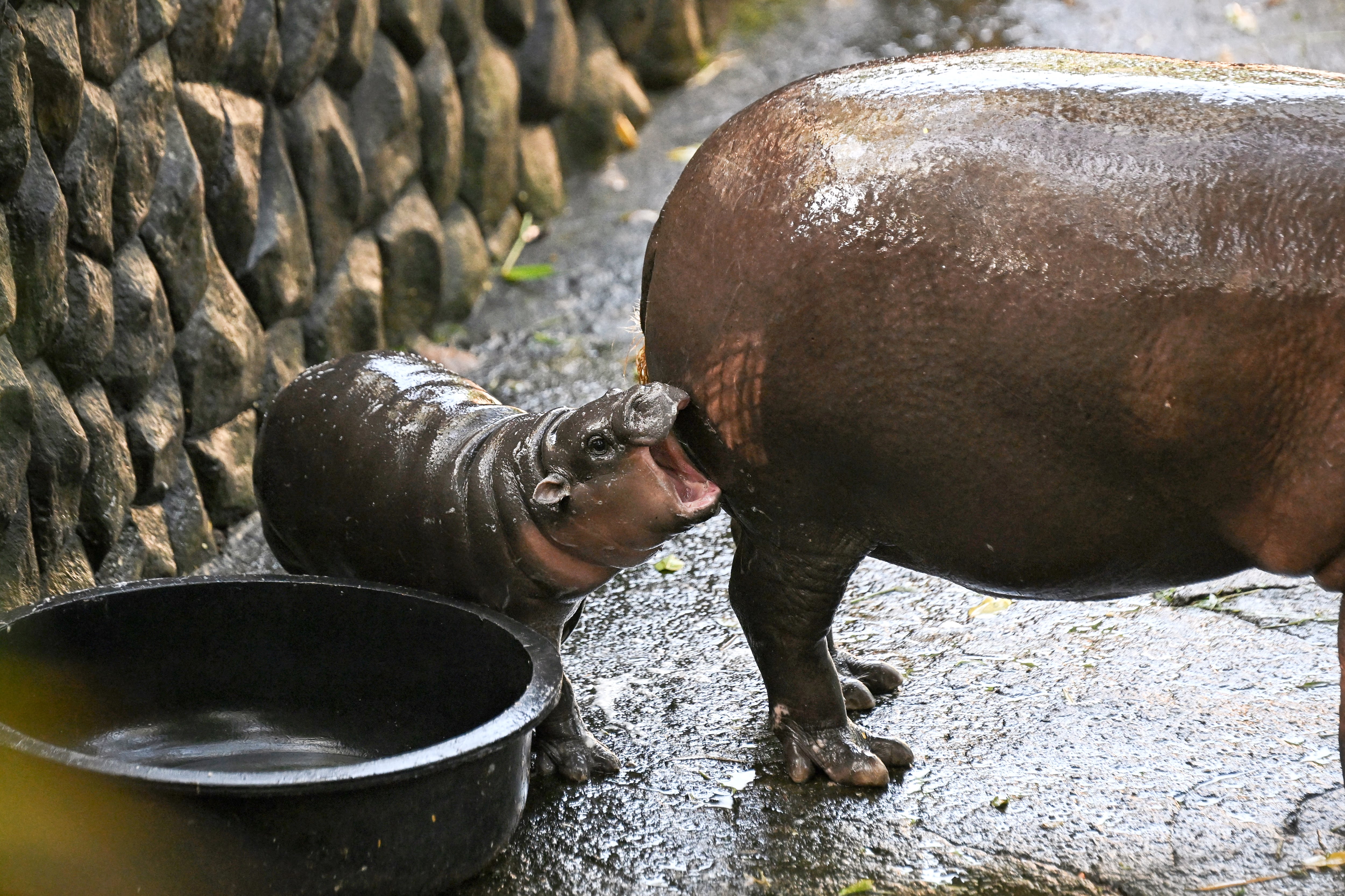 Moo Deng, hipopótamo pigmeo en Tailandia
