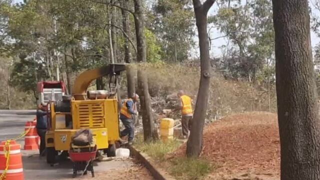 Bosque de Chapultepec