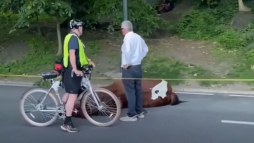 La muerte de un caballo en Central Park desata llamados para prohibir carruajes