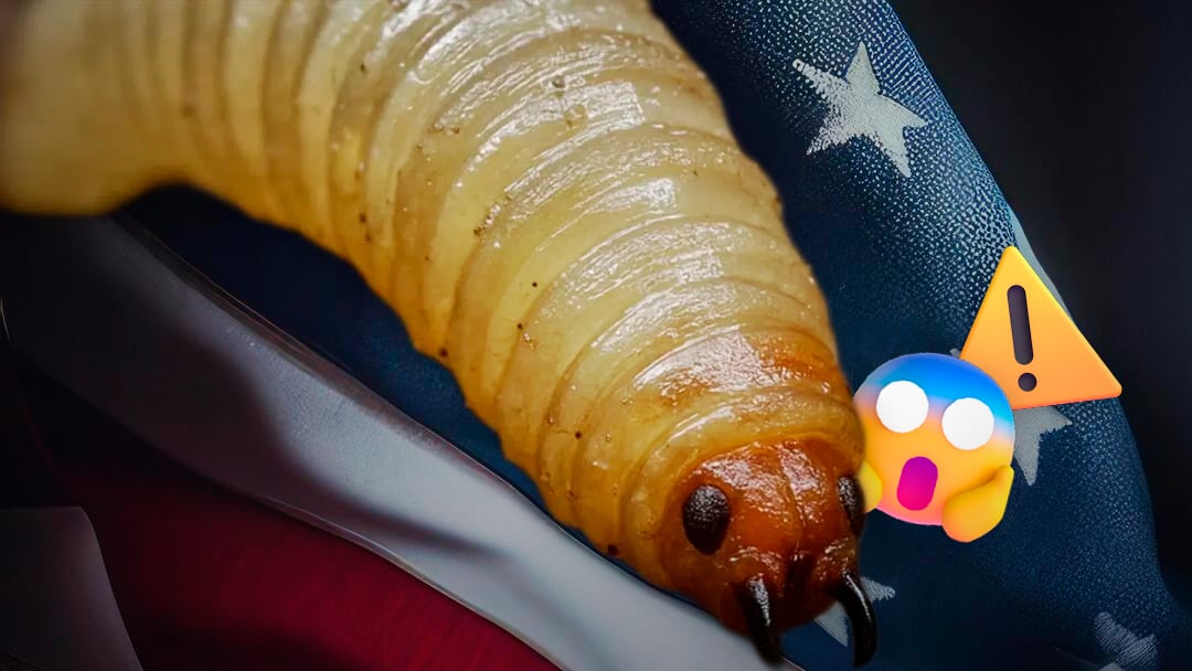 Primer caso en humanos por Gusano Barrenador en Estados Unidos