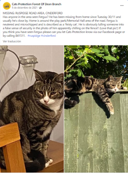 Gato regresa 11 años después