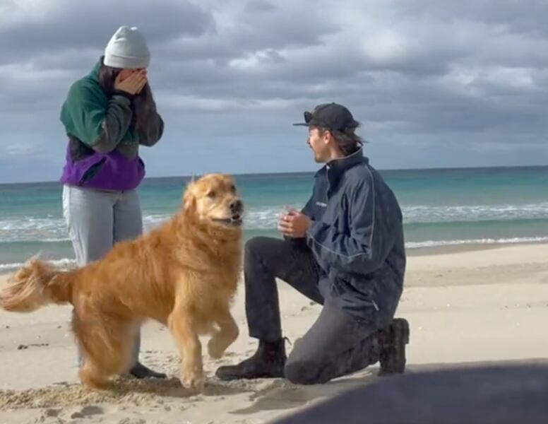Reacción del perrito al compromiso