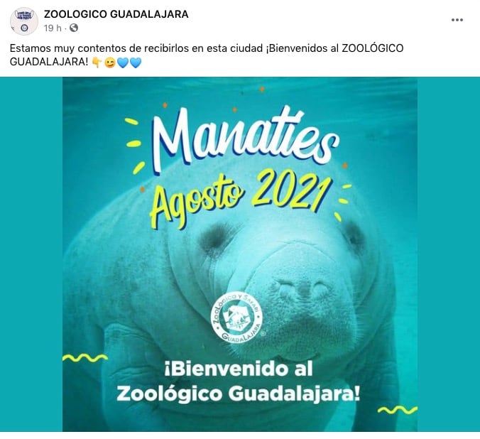 Manatíes