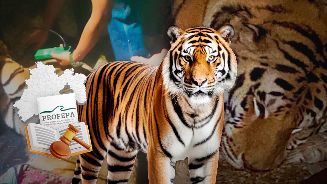 Profepa denunciará el abandono de un tigre de bengala en el Estado de México