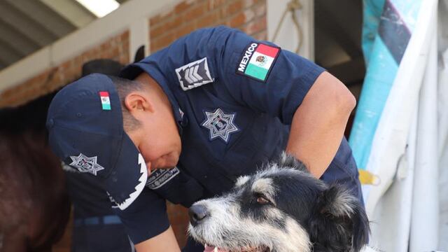 'Héctor' ahora forma parte del escuadrón de la Policía Montada de Ecatepec