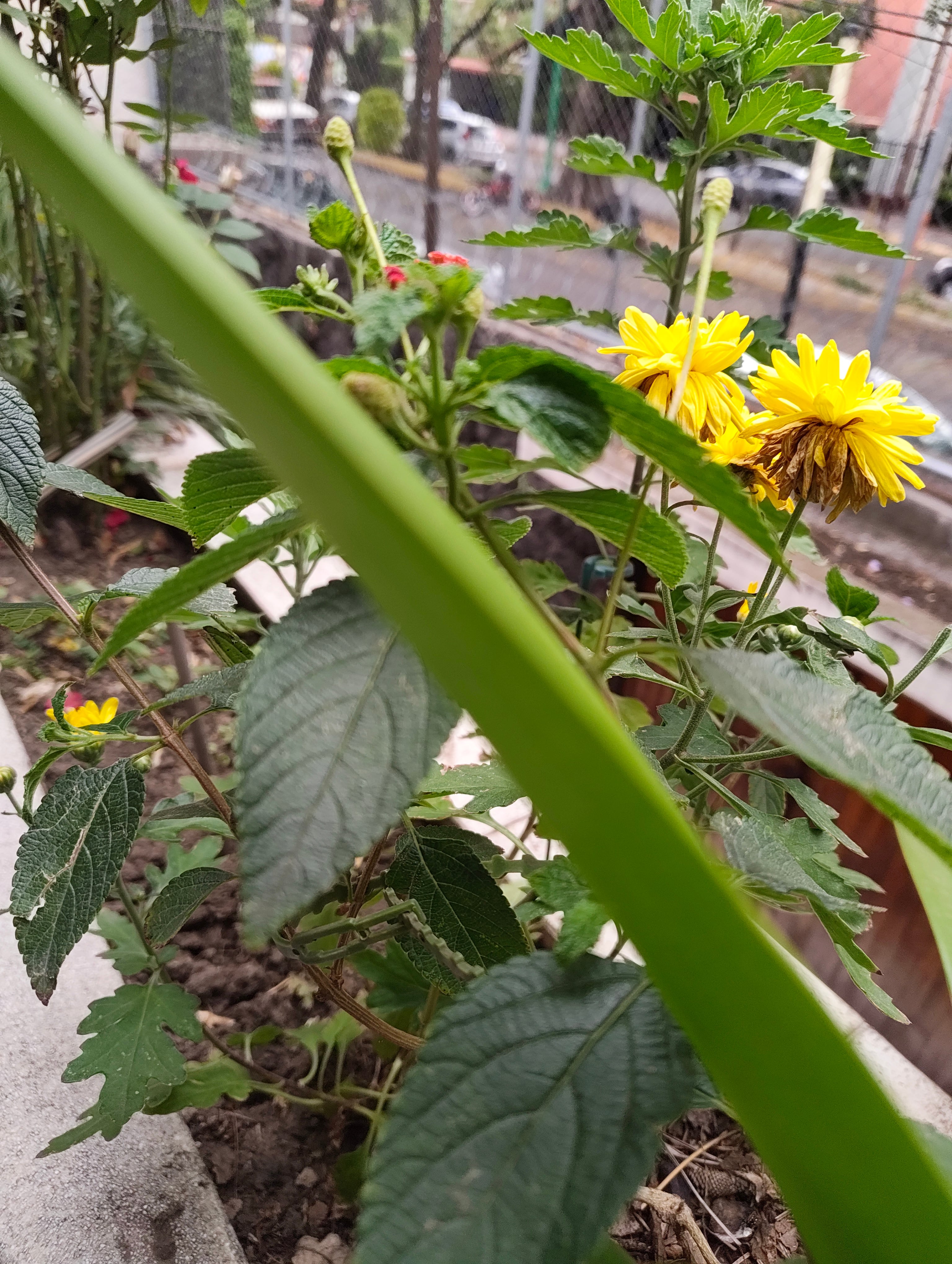 Foto tomada con el Nothing Phone 4(a)