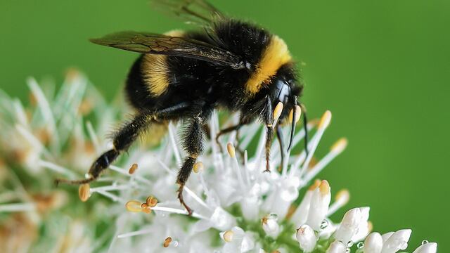 Los abejorros enfrentan la amenaza del cambio climático
