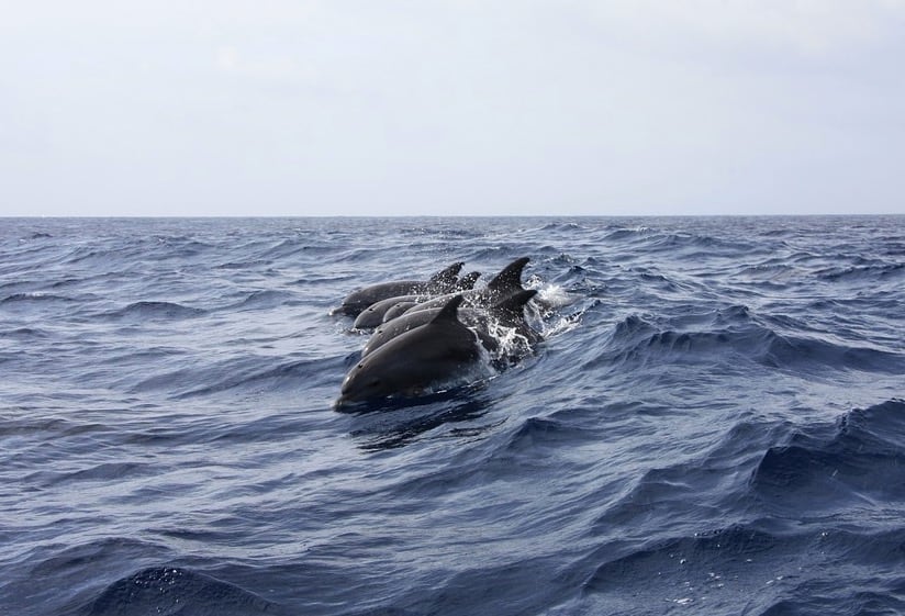 Delfines
