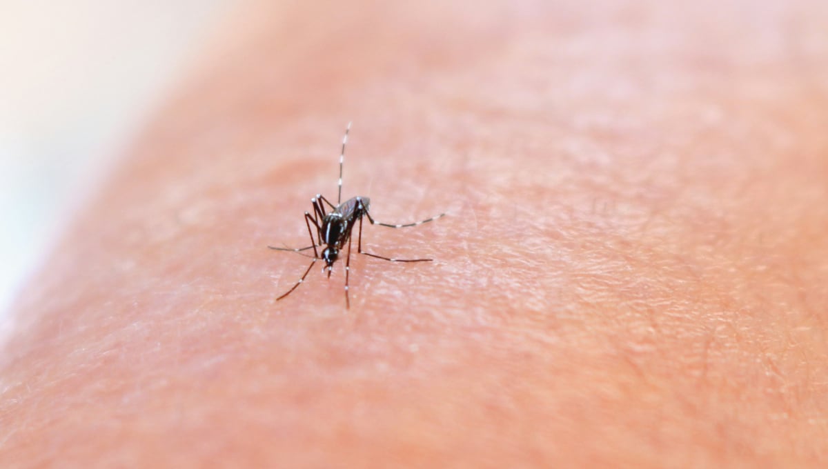 Virus Oropouche se transmite por medio de la picadura de un mosquito