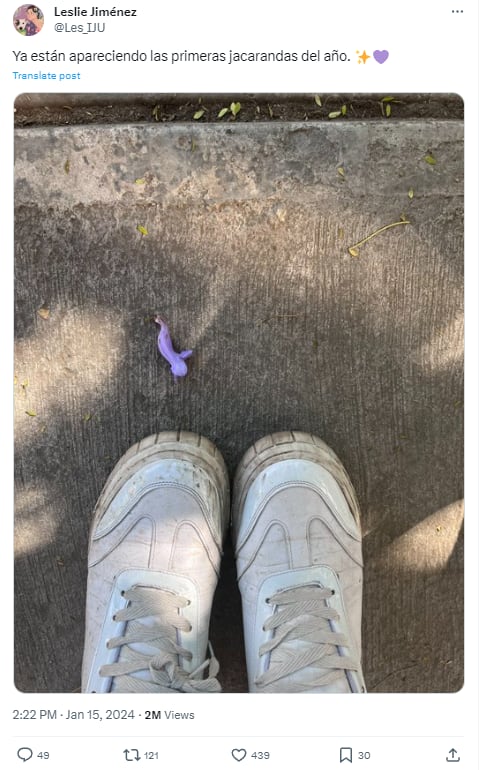 Memes de jacarandas floreciendo en enero