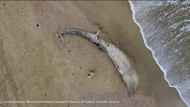 Hallan en Israel el cuerpo de una ballena aleta