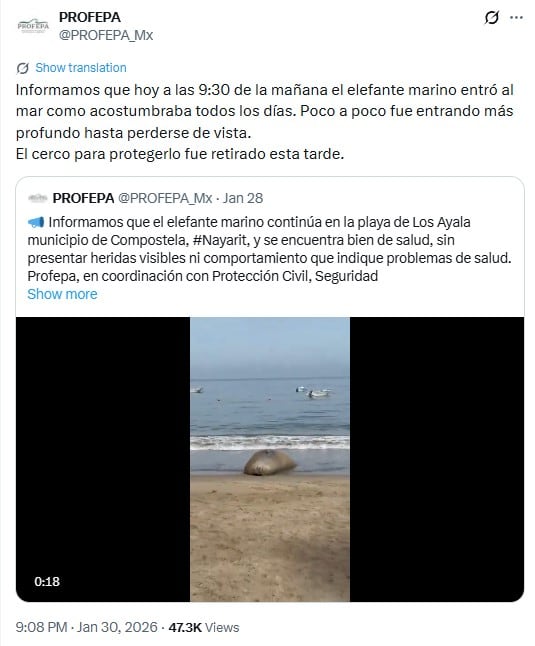 Panchito Cortés, el elefante marino, se despide de las playas de Nayarit