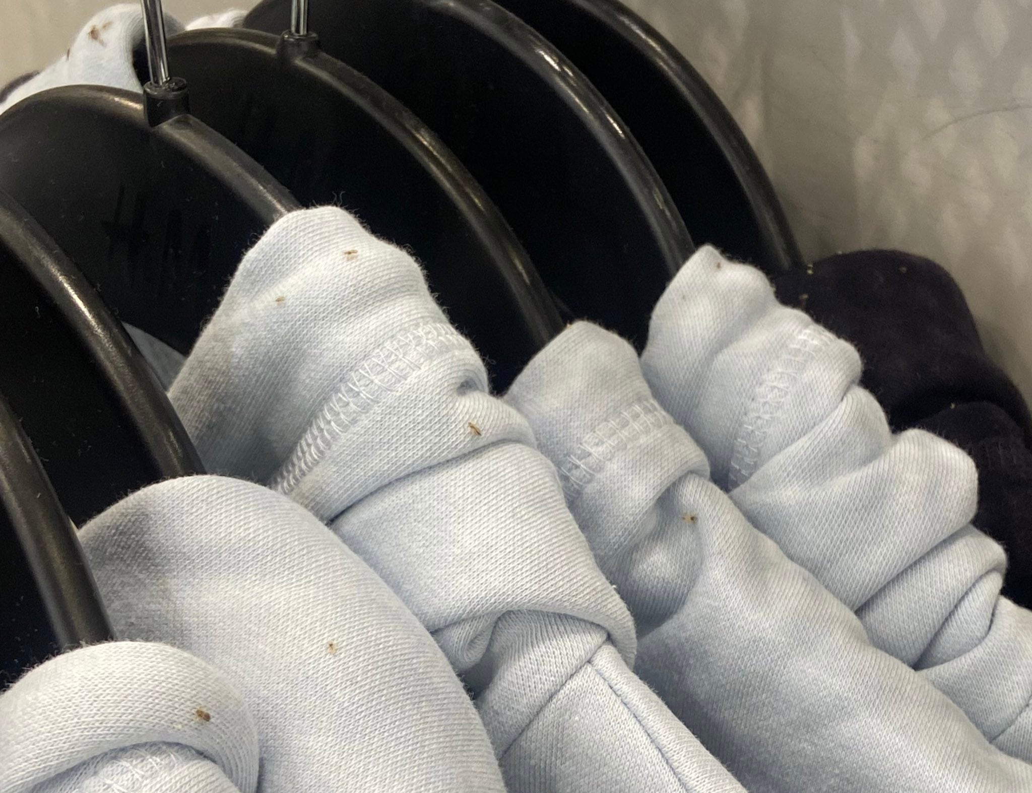 Sudaderas de H&M con piojos