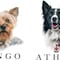 Sujeto que mató a perritos rescatistas Athos y Tango es sentenciado a 10 años de prisión