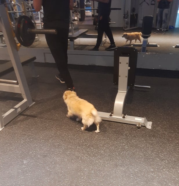Perrito en el gimnasio