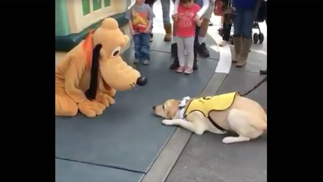 'Ace' un perro de servicio, conoce a Pluto