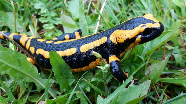 Se hallaron restos de una salamandra antigua