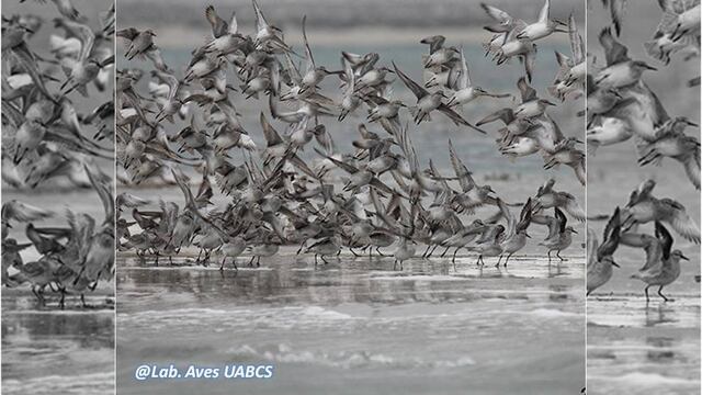 Son 133 especies que el equipo del doctor Roberto Carmona ha contabilizado en las 30 mil hectáreas de Exportadora de Sal.