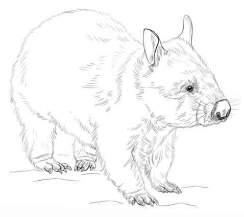 Dibujo Wombat Día Internacional del Wombat