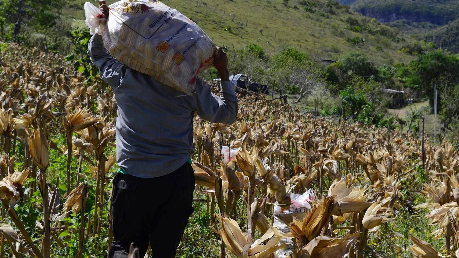 Siembra de maíz. Proyecto en Juchitán para combatir transgénicos.