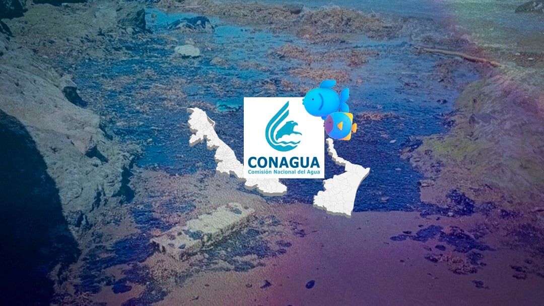 Conagua descarta muerte de peces en Veracruz y Tamaulipas por derrame de hidrocarburos