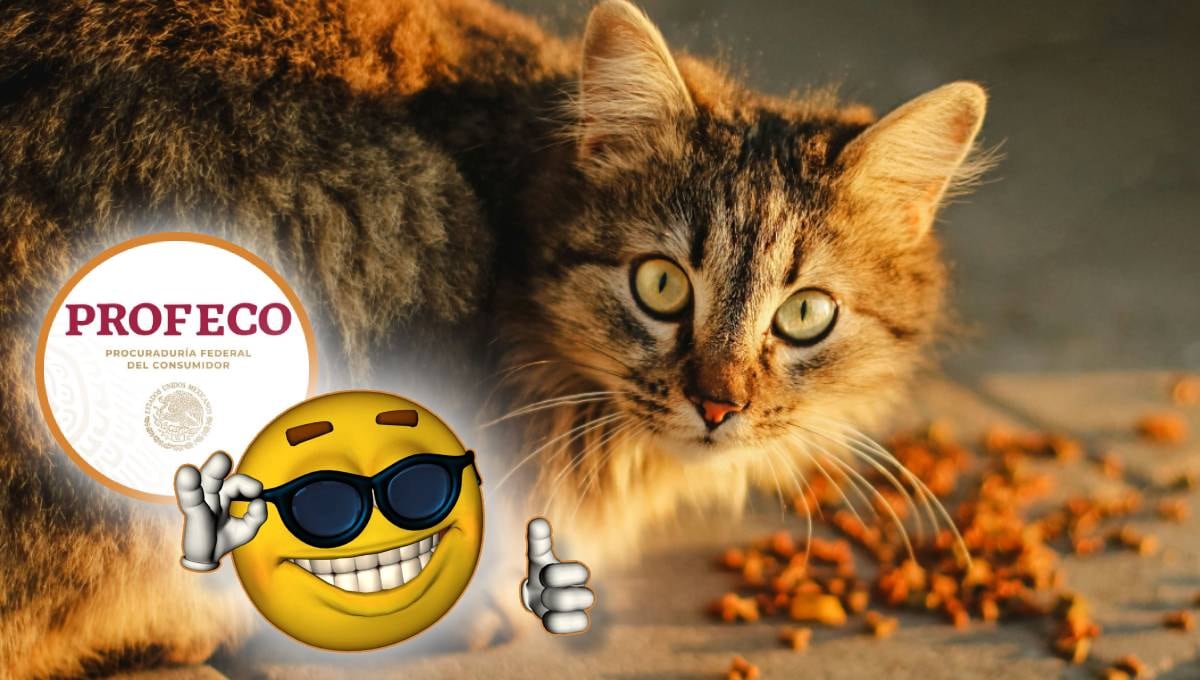 Las mejores marcas de alimento para gatos según Profeco
