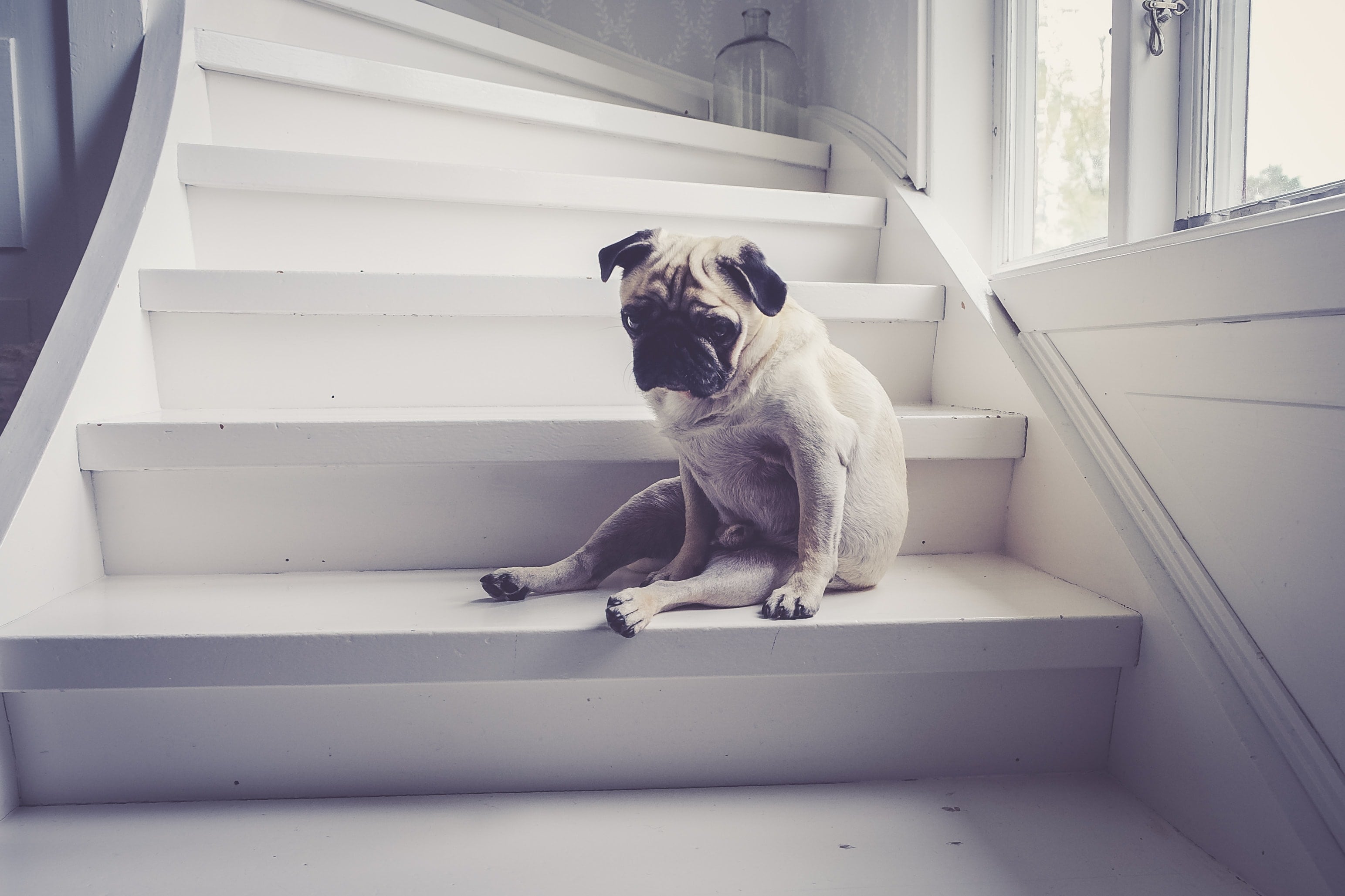 perro pug triste