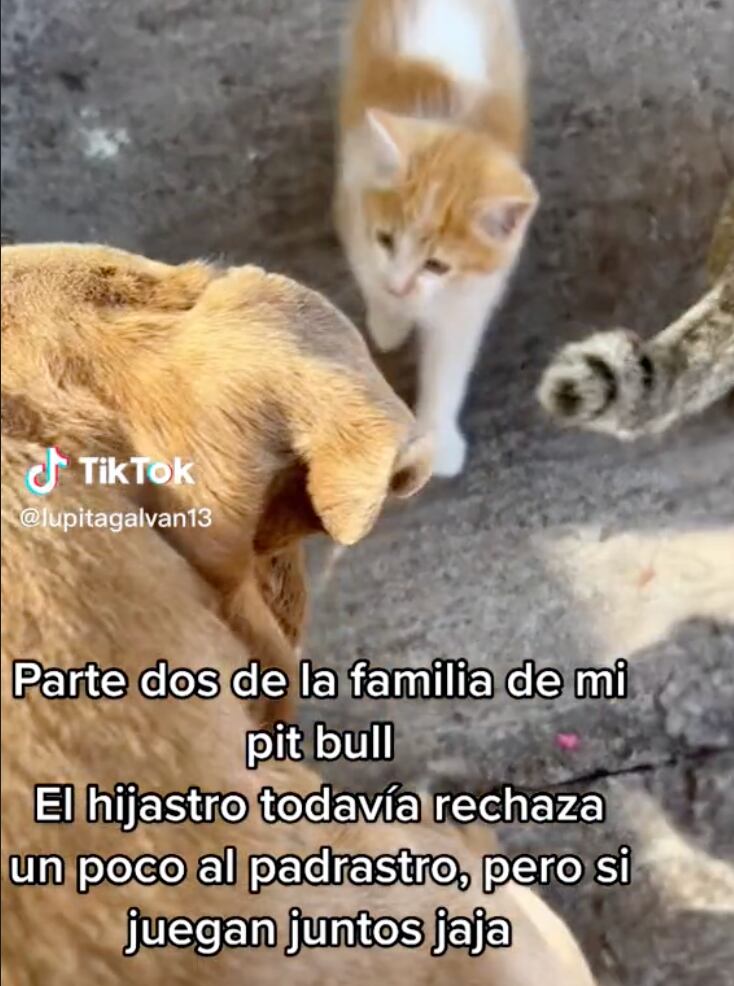 Perro que adoptó un gato