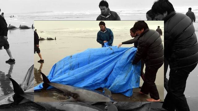 En costas de Japón encuentran varados a 150 delfines