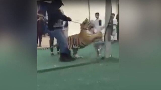 Tigre ataca a niña.