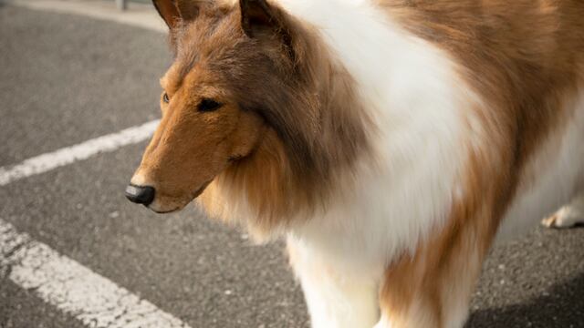 Hombre logra convertirse en perro