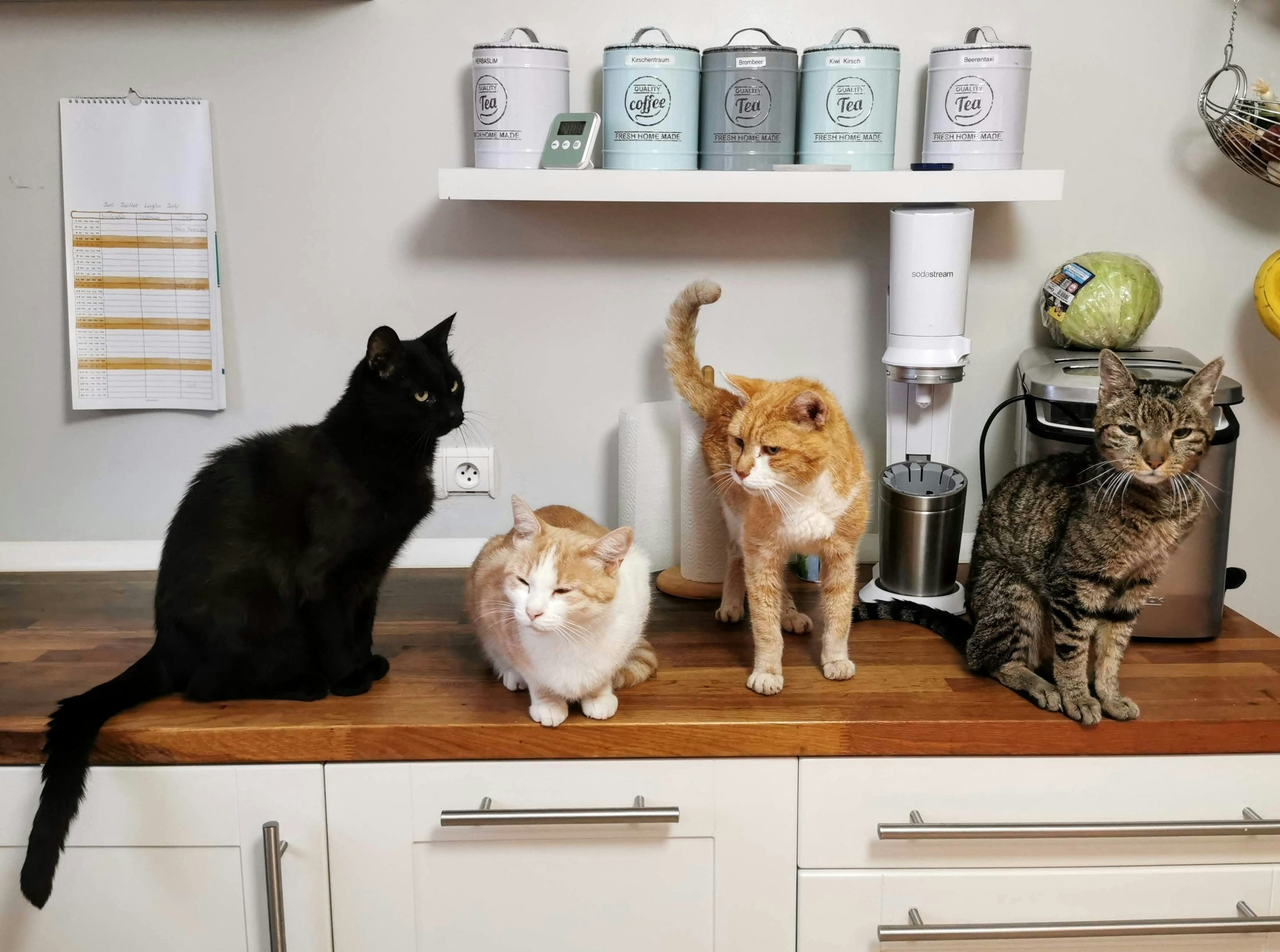 ¿Por qué se celebra tres días el Día Internacional del Gato?
