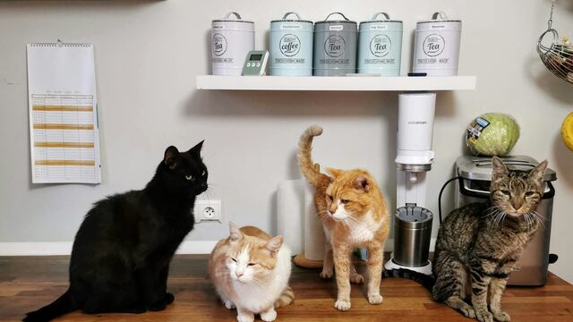 ¿Por qué se celebra tres días el Día Internacional del Gato?