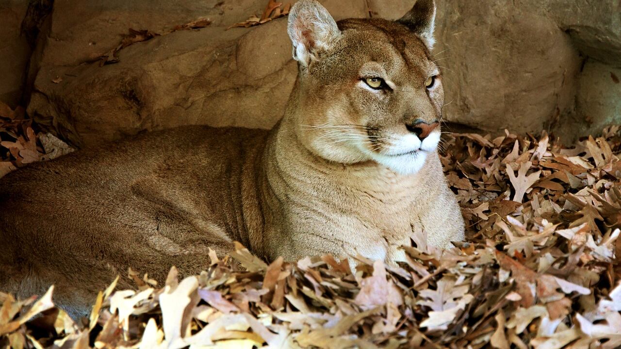 Campesinos matan a puma que los atacó en Tamaulipas; es una especie protegida