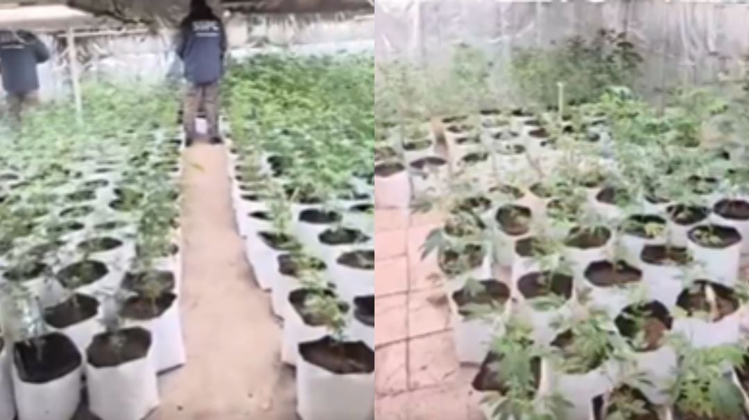 CDMX: aseguran invernaderos de marihuana; hay 4 detenidos tras operativo